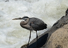 Heron (1)